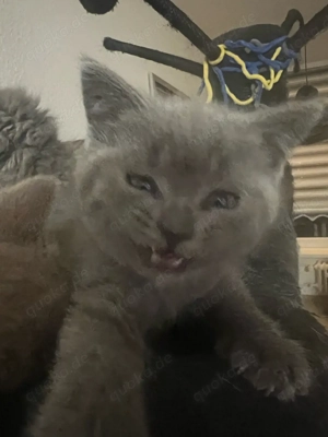 Wunderschöne BKH Kitten 