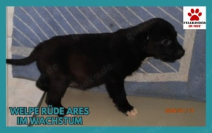 Ares Welpe Mischling Rüde Junghund sucht Zuhause oder Pflegestelle