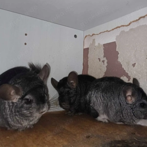 3 Chinchilla Damen aus Deesen suchen Zuhause - Chinchilla Notfallvermittlungshilfe 