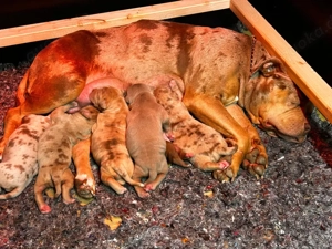 American Bully Welpen HD ED getestete Elterntiere