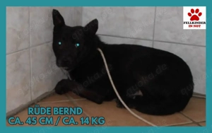 Bernd Mischling Rüde Junghund sucht Zuhause oder Pflegestelle