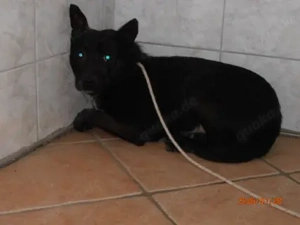 Bernd Mischling Rüde Junghund sucht Zuhause oder Pflegestelle Bild 2