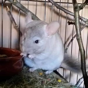 Chinchilla-Vermittlungshilfe - Kostenlos und mit Herz