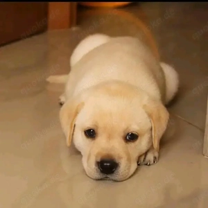    Labradorwelpen   Gesund, bestens sozialisiert und bereit für ihr neues Zuhause!   