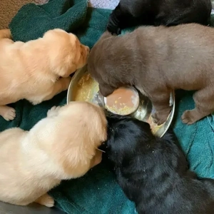    Labradorwelpen   Gesund, bestens sozialisiert und bereit für ihr neues Zuhause!    Bild 3