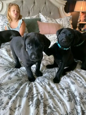    Labradorwelpen   Gesund, bestens sozialisiert und bereit für ihr neues Zuhause!    Bild 6