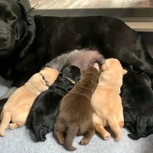    Labradorwelpen   Gesund, bestens sozialisiert und bereit für ihr neues Zuhause!    Bild 4