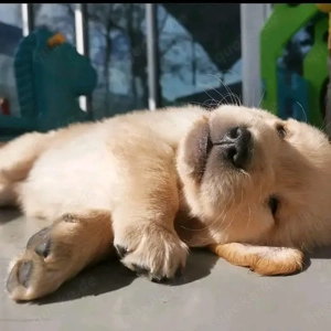    Labradorwelpen   Gesund, bestens sozialisiert und bereit für ihr neues Zuhause!    Bild 2