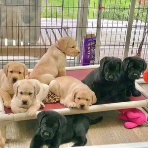    Labradorwelpen   Gesund, bestens sozialisiert und bereit für ihr neues Zuhause!    Bild 5