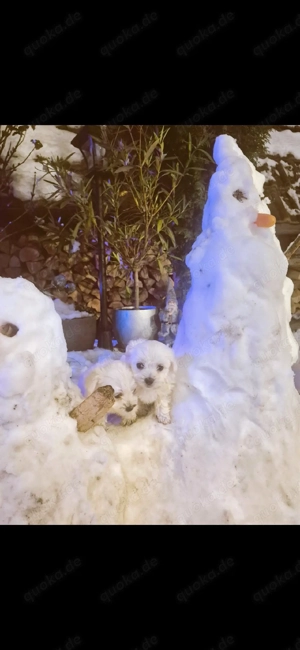 Malteser Welpen Reinrassig