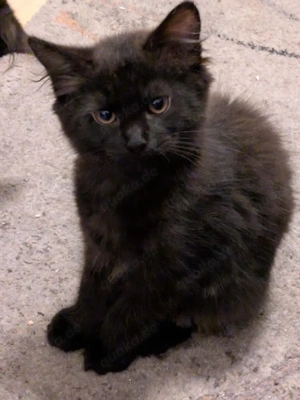 2 Main Coon Mix Mädchen suchen ein liebevolles Zuhause 