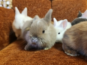 Löwenköpfchen Zwergkaninchen - Hasen Babys männlich und weiblich
