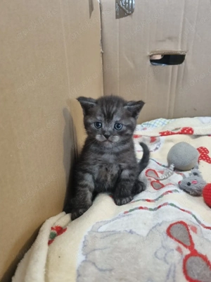 Bkh  kitten verkaufen