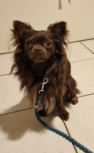 Pomchi 1 Jahr schokofarben