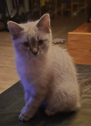 Bildhübsches Main Coon Mix Katerchen 