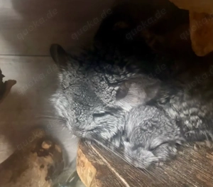 Chinchilla Weibchen mit Baby