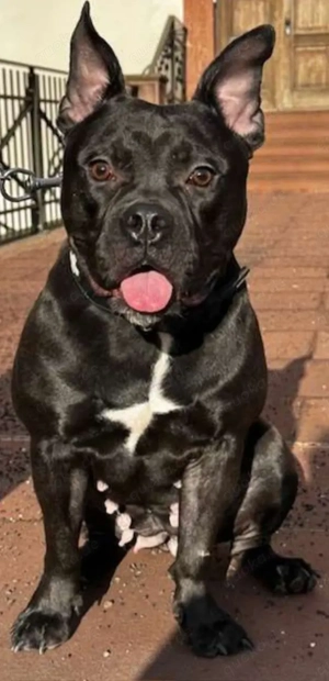 OEB Hündin dringend und schnellstmöglich abzugeben 