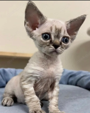 Zuckersüße Devon-Rex-Babies