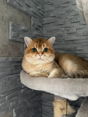 Deckkater Britisch Kurzhaar Black Golden Shaded 