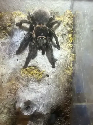 Tliltocatl vagans weiblich adult Vogelspinne mit terrarium