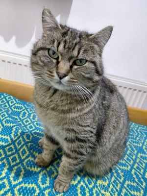 Lina - ein zartes Katzenmädchen auf der Suche nach einem Zuhause voller Liebe