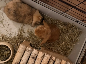 Zwergwidder Zwergwidder Mix 