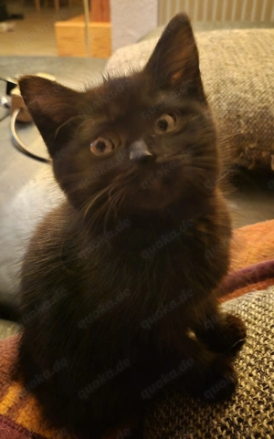 Bildhübsches Main Coon Mix Katerchen 