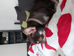 Emmi sucht ein Zuhause für immer..