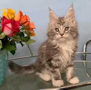 Maine-Coon-Katzen suchen ein Zuhause für immer.