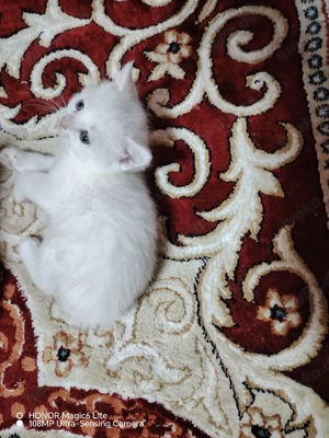 Kater sucht ein liebevolles Zuhause