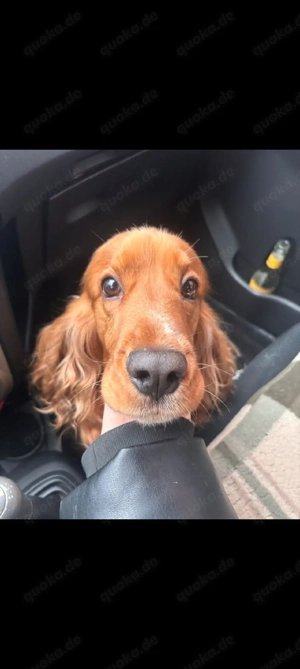 Cocker Spaniel  Rüde