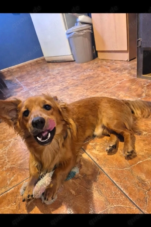 Süßer Dackel-Mischling sucht neues Zuhause!