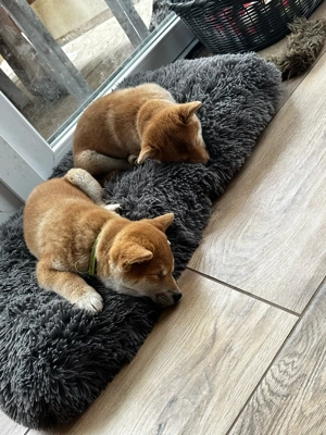 shiba inu FCI Bild 6