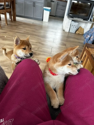 shiba inu FCI Bild 5