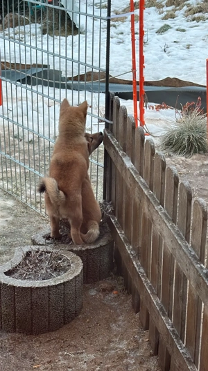 shiba inu FCI Bild 7