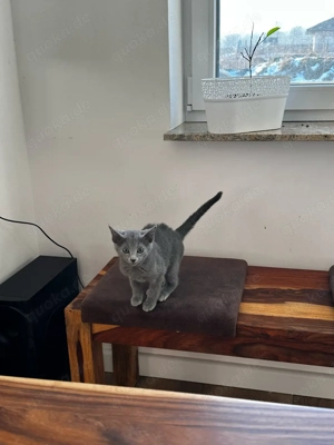 russisch Blue kitten