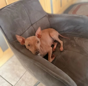 American Hairless Terrier Hündin 