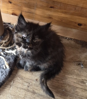 Tricolor Main coon Mix Mädel 
