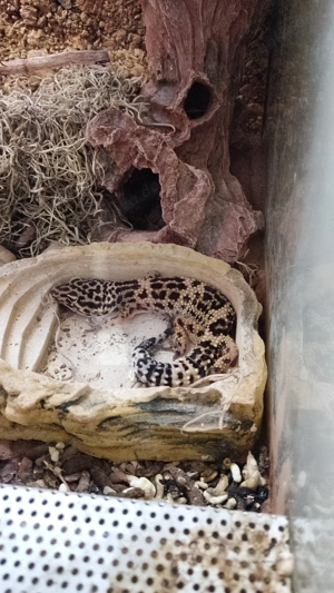 Leopardgecko Weibchen 2,5 Jahre 