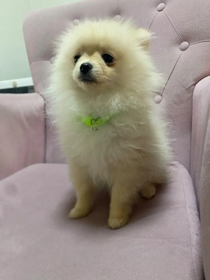 s pitz pomaranian 4 Monate , Männlich