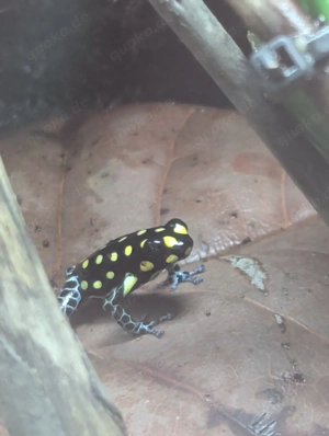 1.1 Ranitomeya vanzolinii