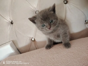 Eine kluge und gesunde Katze