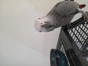 Handzahmer Graupapagei mit Papieren 