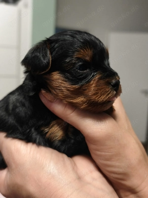 IORKI-Pu . Hunde.  3 Yunge , gesund, süß, flauschig.  