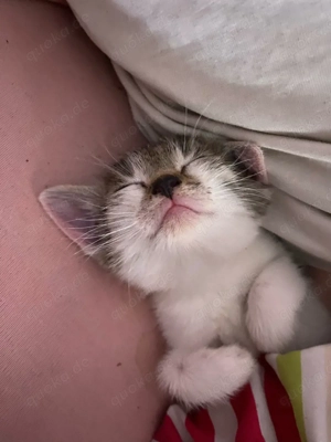 kater sucht für immer zuahuse 