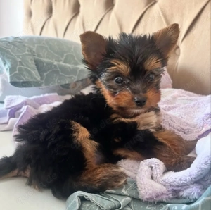 Dies ist eine weibliche Yorkshire-Terrier-Hündin, die ein liebevolles und fürsorgliches Zuhause such