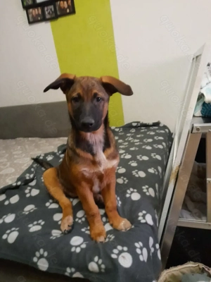 Belgische Schäferhund Mix