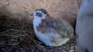 Legewachtel Wachtel Hennen 