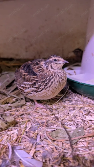 BE Bruteier Echte Europäische Feldwachtel