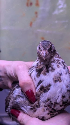 Bruteier Wachteleier Tupfen Tüpfel